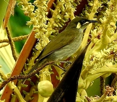 Meliphaga notata
