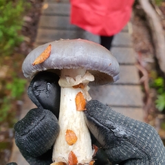 Cortinarius metallicus