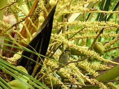 Meliphaga notata