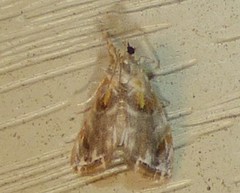 Glaphyria basiflavalis