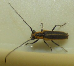 Saperda lateralis