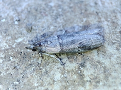 Acrobasis obliqua