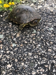 Emys orbicularis occidentalis