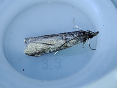 Acrobasis obliqua