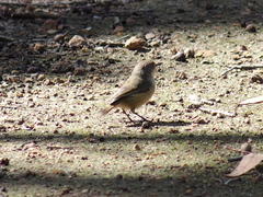 Acanthiza inornata