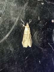Acrobasis obliqua