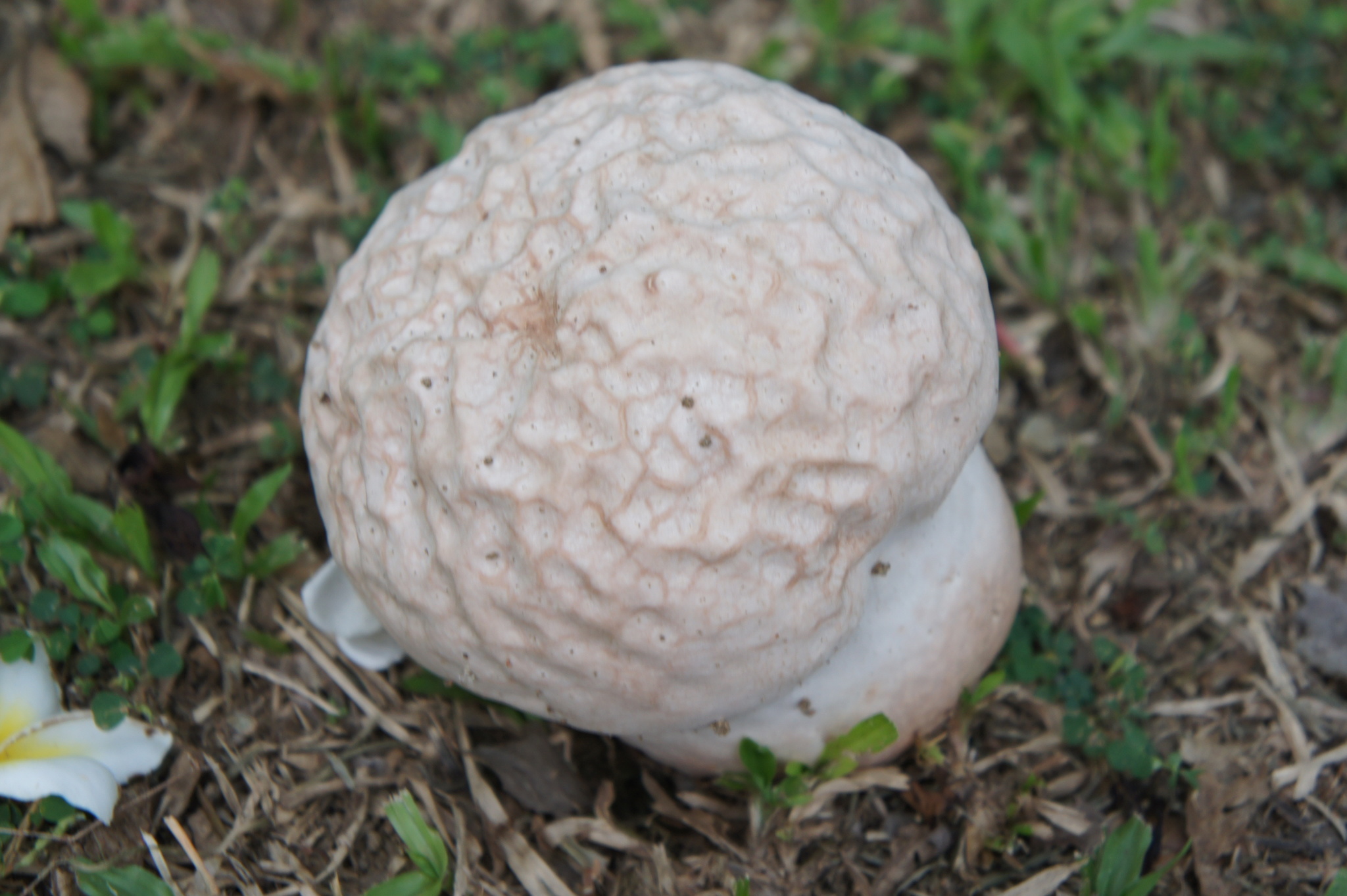 Calvatia gigantea image