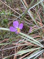 Rhexia cubensis