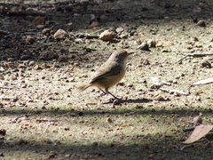 Acanthiza inornata