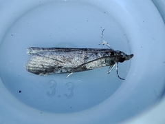 Acrobasis obliqua