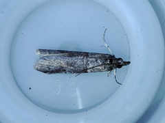 Acrobasis obliqua