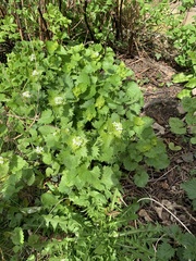 Alliaria petiolata