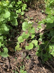 Alliaria petiolata