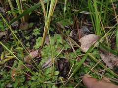 Pterostylis ophioglossa