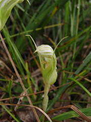 Pterostylis ophioglossa