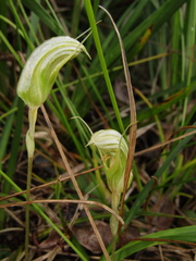 Pterostylis ophioglossa