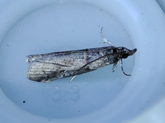 Acrobasis obliqua
