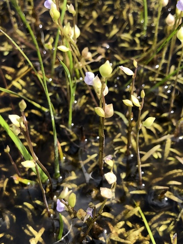 Utricularia uliginosa iNat (2)