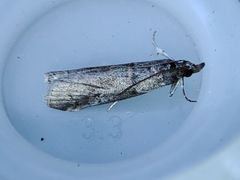 Acrobasis obliqua
