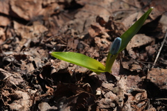 Scilla monanthos
