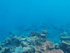 Caesio caerulaurea