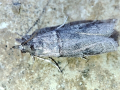 Acrobasis obliqua