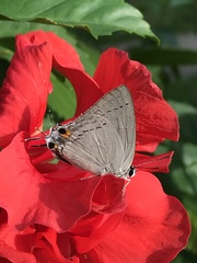 Tajuria cippus maxentius