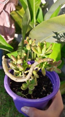 Sedum adolphi