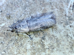 Acrobasis obliqua