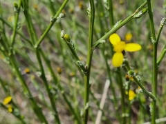 Senecio pubigerus