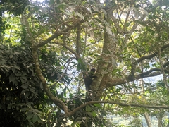 Allochrocebus lhoesti