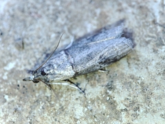 Acrobasis obliqua