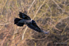 Corvus cornix