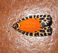 Pseudatteria