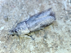 Acrobasis obliqua