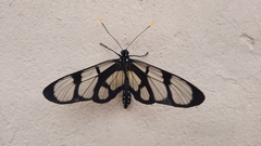 Methona confusa psamathe