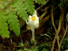 Burmannia championii