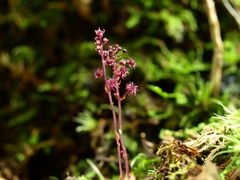 Sciaphila nana