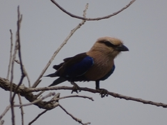Coracias cyanogaster