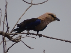 Coracias cyanogaster