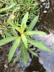 Ludwigia polycarpa