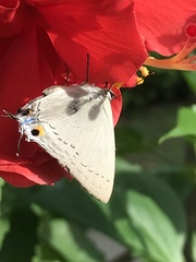 Tajuria cippus maxentius