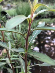 Ludwigia polycarpa