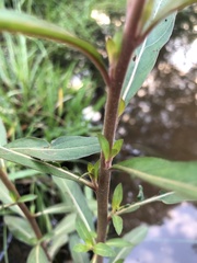 Ludwigia polycarpa