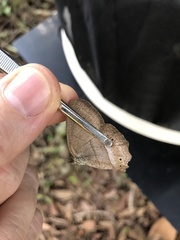 Yphthimoides straminea