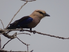 Coracias cyanogaster