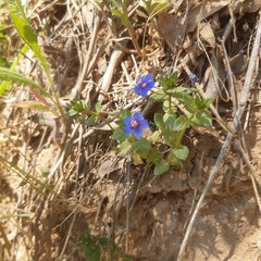 Lysimachia arvensis caerulea