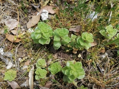 Phedimus stellatus