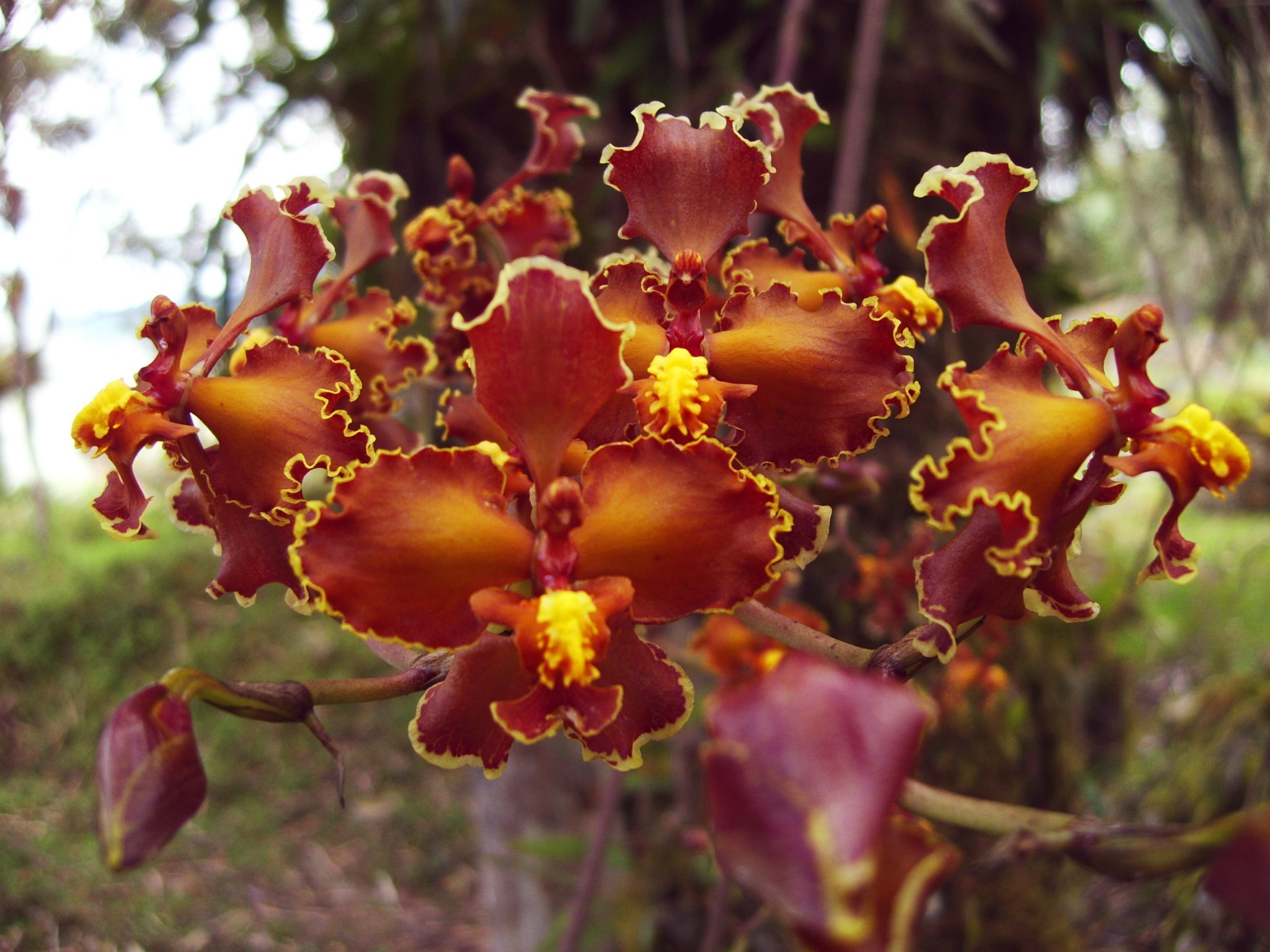 Cyrtochilum tumiferum Königer 3