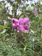 Polygala virgata
